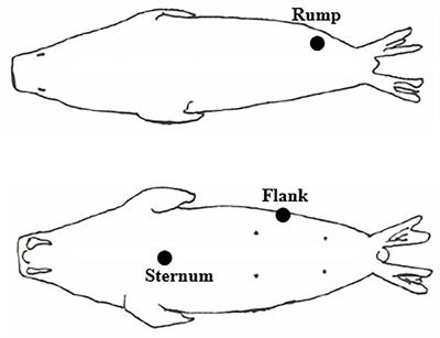 Variability of Lipids and Fatty Acids in Pacific Walrus Blubber